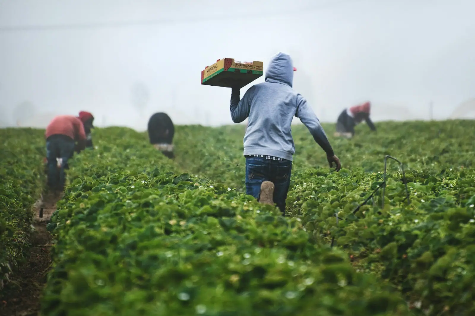 Trabajadores cosechando en un campo