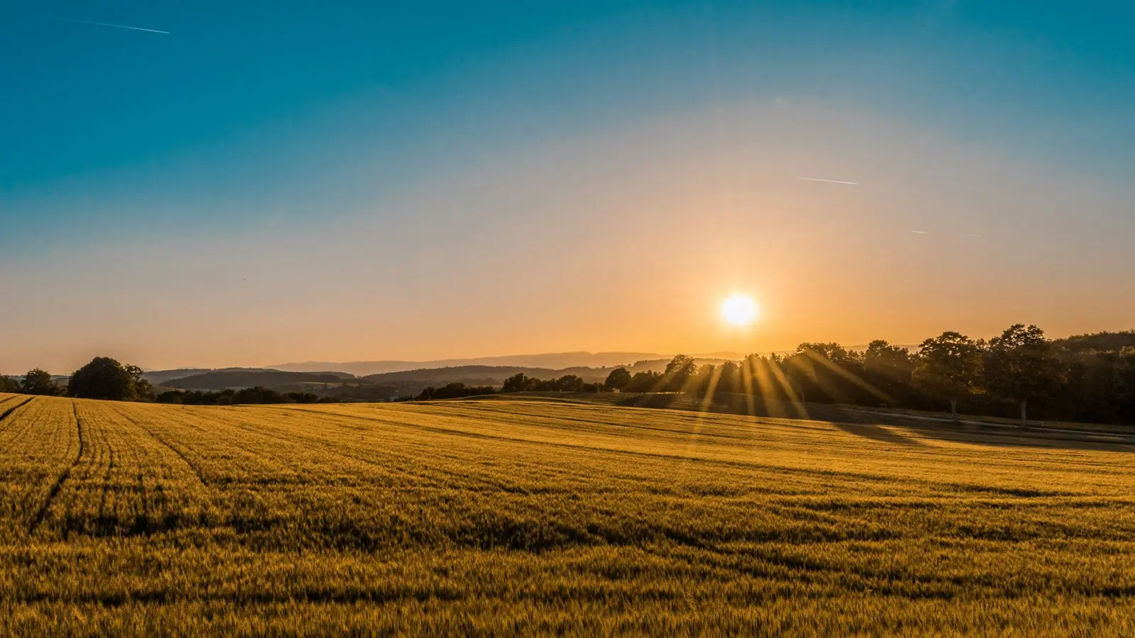 Campo de cultivo al atardecer