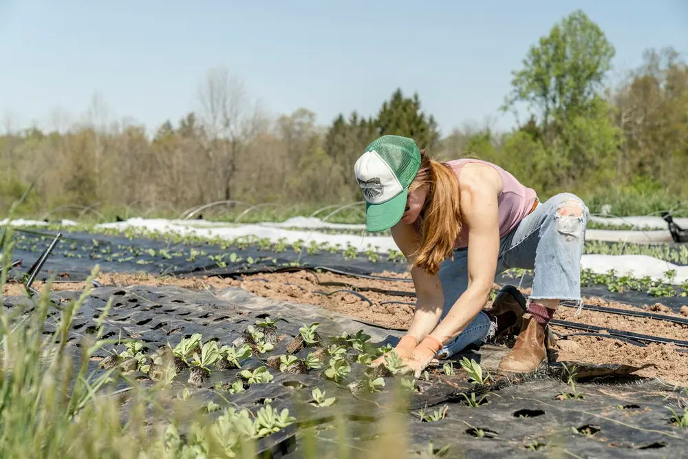 Productora sembrando plántulas en el campo