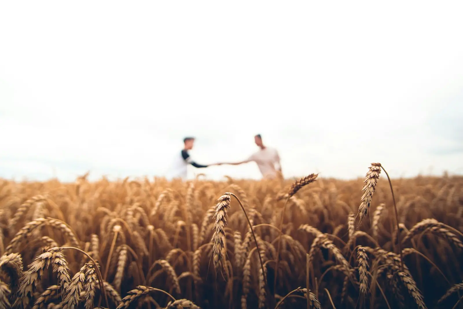 Dos personas se dan la mano en un campo de trigo